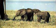 Elefanti nel parco nazionale di Aberder Webcam