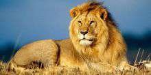 Afrikanische Löwen Webcam