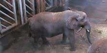 Les éléphants d'Afrique - Vue 2 Webcam - Tallinn