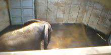 Afrikanische Elefanten - 8 Aufrufe Webcam - Tallinn