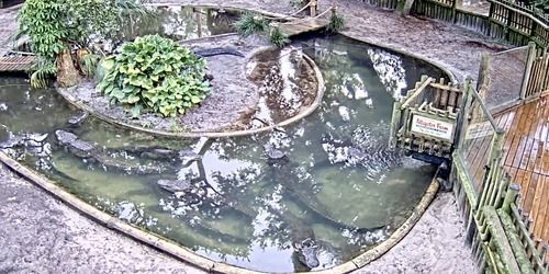 Ferme aux alligators Webcam