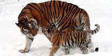 Tigri dell'Amur Webcam