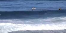 Banzai Pipeline è una spiaggia per i surfisti Webcam - Honolulu