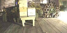 Bienenstöcke in der Nähe des Fairmont Hotels Webcam - San Francisco