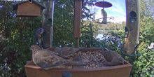 Mangiatoia per uccelli Cornell Lab Webcam - Itaca