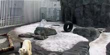 Ours polaires au zoo de l'Alaska Webcam