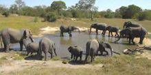 Elefanten an einer Wasserstelle im Krüger-Nationalpark Webcam - Hoedspruit