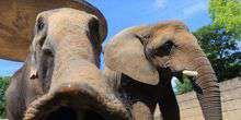 Elefanti nella voliera Webcam