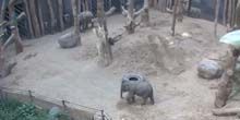 Elefanten im Zoo Webcam