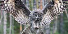 Nid de Grey Owl Webcam - Loksa