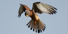 Kestrel Falcon's Nest Webcam