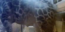 Girafes au zoo Webcam - Kansas City