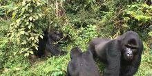 Gorillas in der Nähe von Mystery Webcam