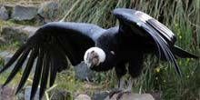 Condor allo zoo Webcam