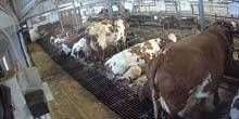 Allevamento di mucche Webcam