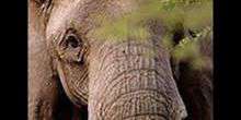 Parc Naturel de Laikipia (éléphants) Webcam