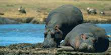 Reserve in Laikipia (Hippos) Webcam