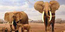 Wilde Tiere Afrika in Laikipia (Elefanten) Webcam