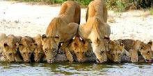 Löwen an einer Wasserstelle Webcam - Hoedspruit