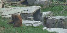 Affen im Zoo von San Diego Webcam - San Diego