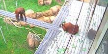 Oranghi allo zoo Webcam