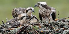 Osprey Nest Webcam - Loksa