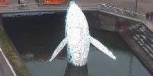 Balena della lettiera del Pacifico Webcam