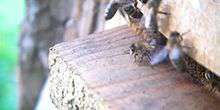 Bee hive esterno Webcam - Val