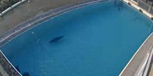 Pool di foche di pelliccia Webcam