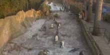 Pinguini allo zoo Webcam - Gloucester