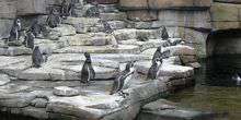 Pingouins sur les rochers Webcam