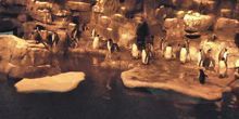 Pinguine in Moody Gardens Webcam - Houston