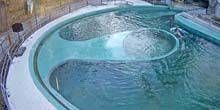 Pool mit Robben im Zoo Webcam - Budapest