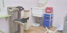 Shelter für Katzen Webcam - Los Angeles