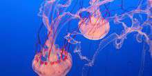 Quallen im Aquarium Webcam - Monterey