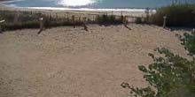 Spiaggia di sabbia in periferia Webcam