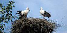 Il nido delle cicogne Webcam - Ivano-Frankivsk