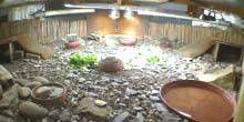 Terrarium de tortues Webcam - Sheffield