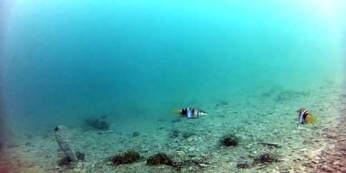 Il mondo sottomarino del mare Adriatico Webcam - Sibenik