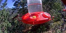 Pozzo d'acqua per colibrì Webcam