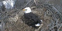 Weißkopfseeadler-Nest Webcam