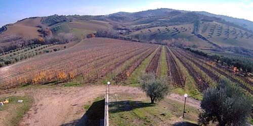 Vigneti della famosa azienda vinicola Farnese Vini Srl Webcam - Pescara